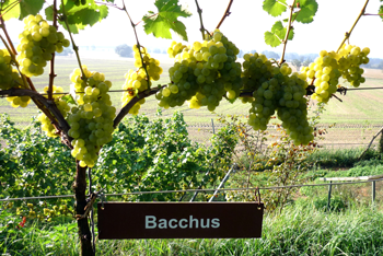 Schliebener Weinbauverein - Weinsorten